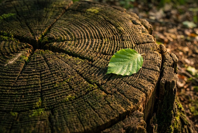 Îngrijirea Părinților în Vârstă